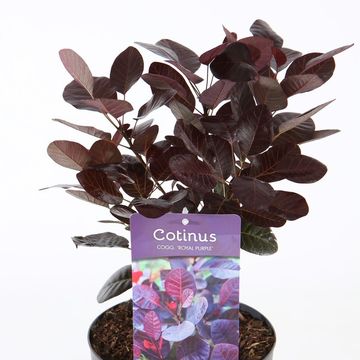 Cotinus coggygria 'Royal Purple'