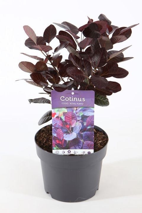 Cotinus coggygria 'Роял Пепл'