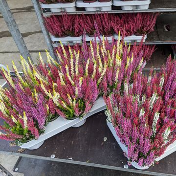 Calluna vulgaris BEAUTY LADIES MIX IN POT