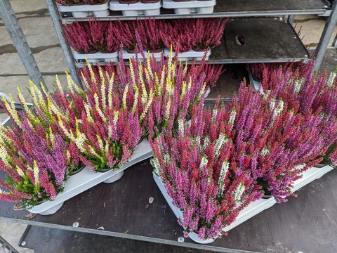 Calluna vulgaris BEAUTY LADIES MIX IN POT