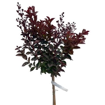 Lagerstroemia indica 'Rhapsody in Blue'