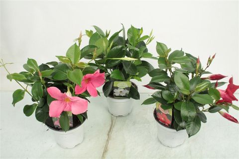 Mandevilla RIO MIX