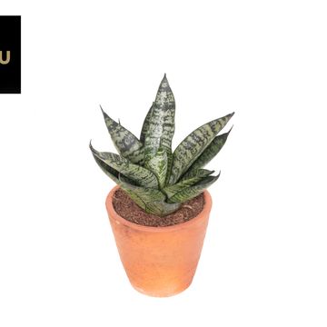 Sansevieria 'Comet Ming Green Marble'