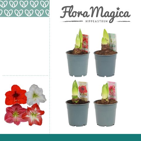 Hippeastrum MIX