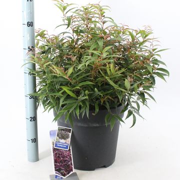 Leucothoe keiskei BURNING LOVE