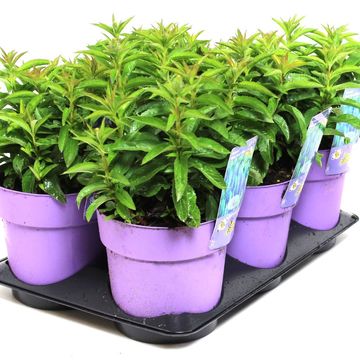 Veronica spicata 'Ulster Dwarf Blue'