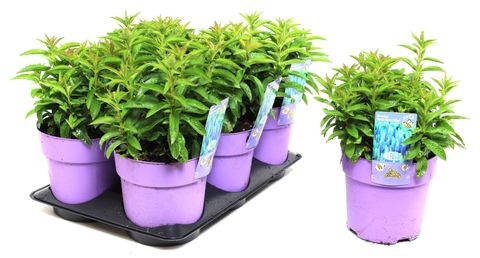 Veronica spicata 'Ulster Dwarf Blue'