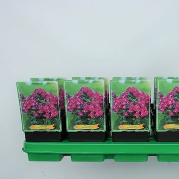 Phlox BAMBINI DESIRE