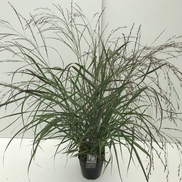 Panicum virgatum 'Squaw'
