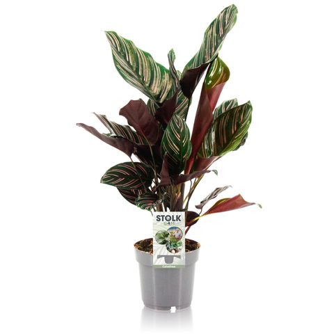 Calathea ornata