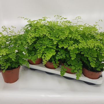 Adiantum raddianum 'Fragrans'