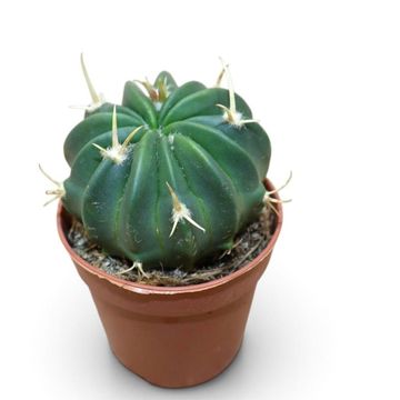 Stenocactus coptonogonus