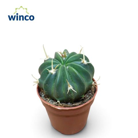 Stenocactus coptonogonus
