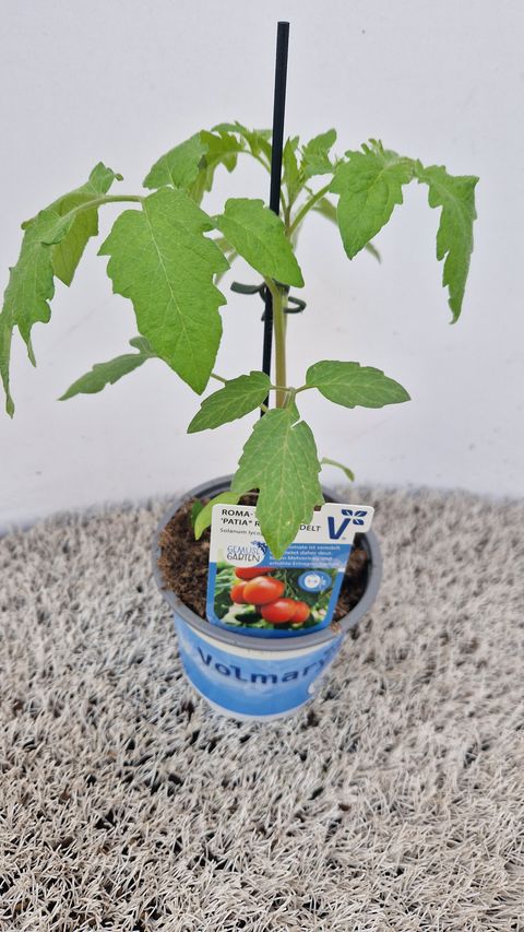 Solanum lycopersicum 'Patia Red'