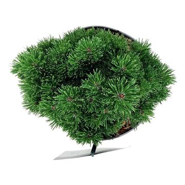 Pinus mugo 'Sherwood Compact'