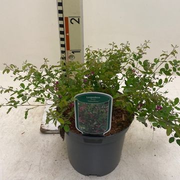 Lespedeza bicolor 'Yakushima'