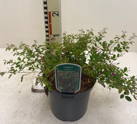 Lespedeza bicolor 'Yakushima'