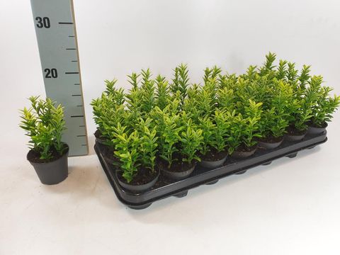 Euonymus japonicus 'Микрофиллус Ауреовариегатус'