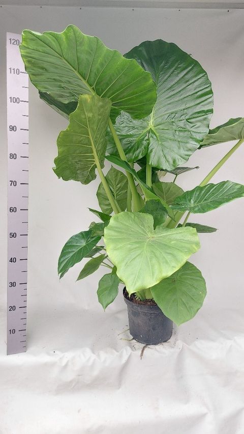 Alocasia 'Borneo King'