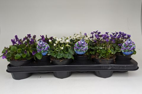 Viola odorata MIX