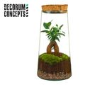 Arrangement Terrarium