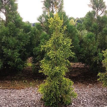 Cryptomeria japonica 'Kyara Gold'