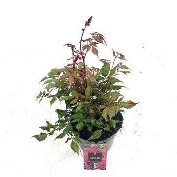 Astilbe chinensis 'Pumila'