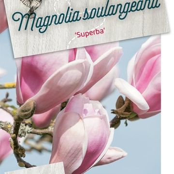 Magnolia x soulangeana 'Superba'