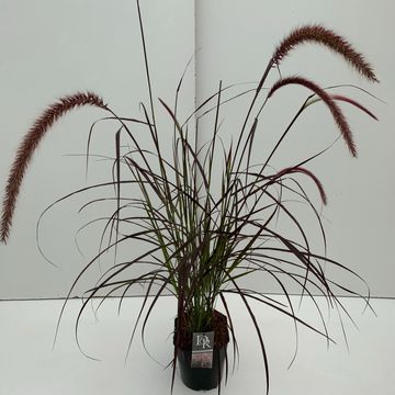 Pennisetum advena 'Rubrum'