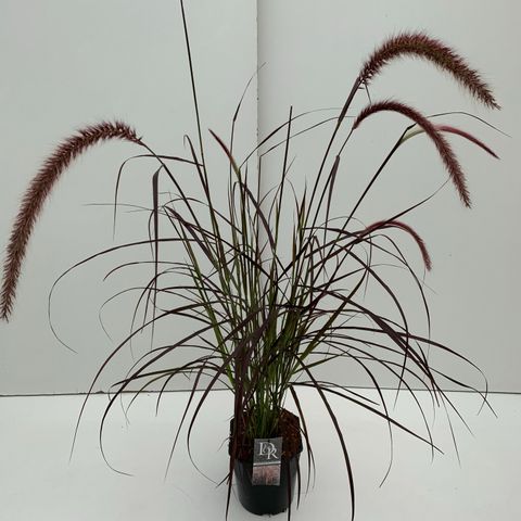 Pennisetum advena 'Rubrum'