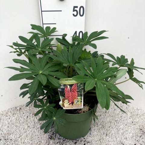 Lupinus 'Towering Inferno'