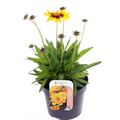 Coreopsis UPTICK YELLOW & RED