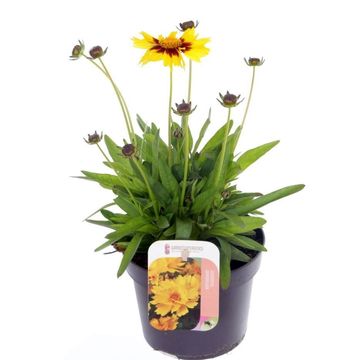 Coreopsis UPTICK YELLOW & RED
