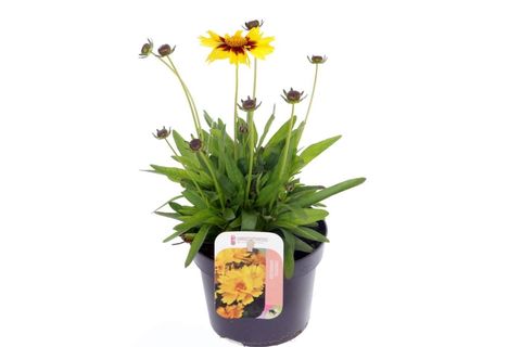 Coreopsis UPTICK YELLOW & RED