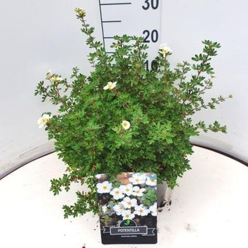 Potentilla fruticosa 'Абботсвуд'