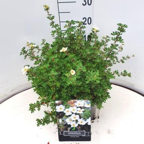 Potentilla fruticosa 'Абботсвуд'