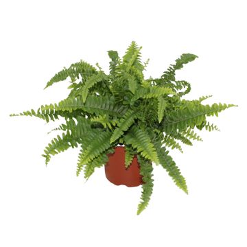 Nephrolepis exaltata 'Green Lady'