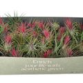 Tillandsia MIX