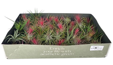 Tillandsia MIX