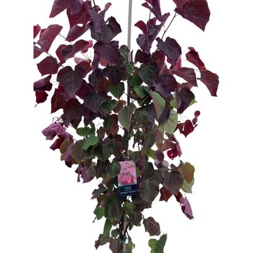 Cercis canadensis 'Forest Pansy'