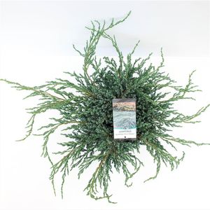 Juniperus squamata 'Blue Carpet' (Bremmer Boomkwekerijen)