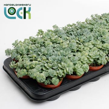 Sedum sieboldii