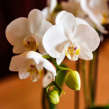 Phalaenopsis LITTLE KOLIBRI MIX