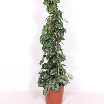 Scindapsus pictus 'Trebie'