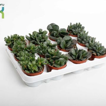 Adromischus MIX