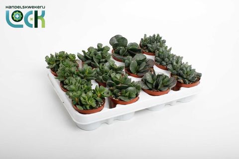Adromischus MIX