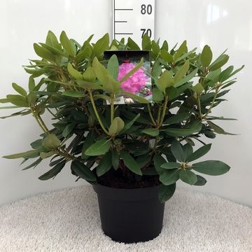 Rhododendron 'Катавбинзе Бурсо'