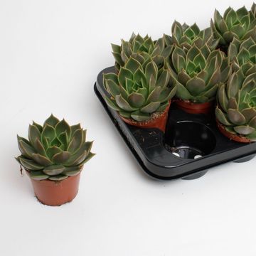 Echeveria 'Mexico'