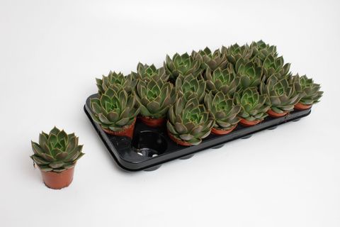 Echeveria 'Mexico'