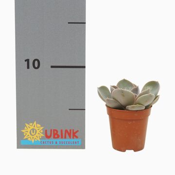 Echeveria 'Perle von Nürnberg'